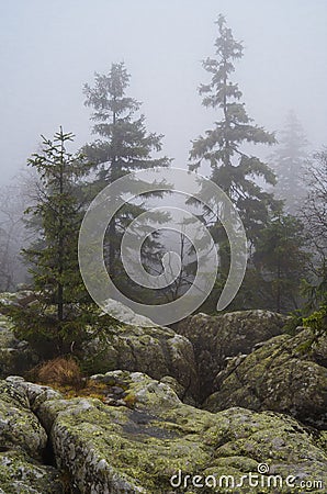 Trees and rocks in BÅ‚Ä™dne skaÅ‚y, Poland Stock Photo